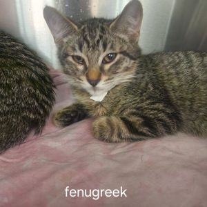Fenugreek (Green Band) Domestic Short Hair Cat