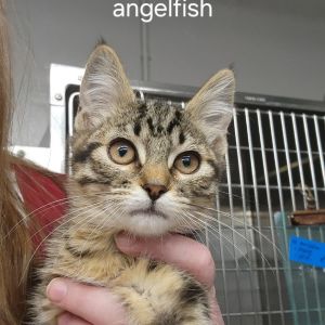 Angelfish Domestic Short Hair Cat