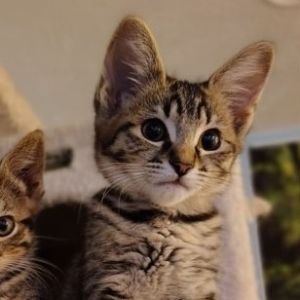 Alanis Domestic Short Hair Cat