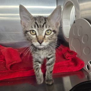 Bahama Domestic Short Hair Cat
