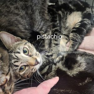Pistachio Domestic Short Hair Cat