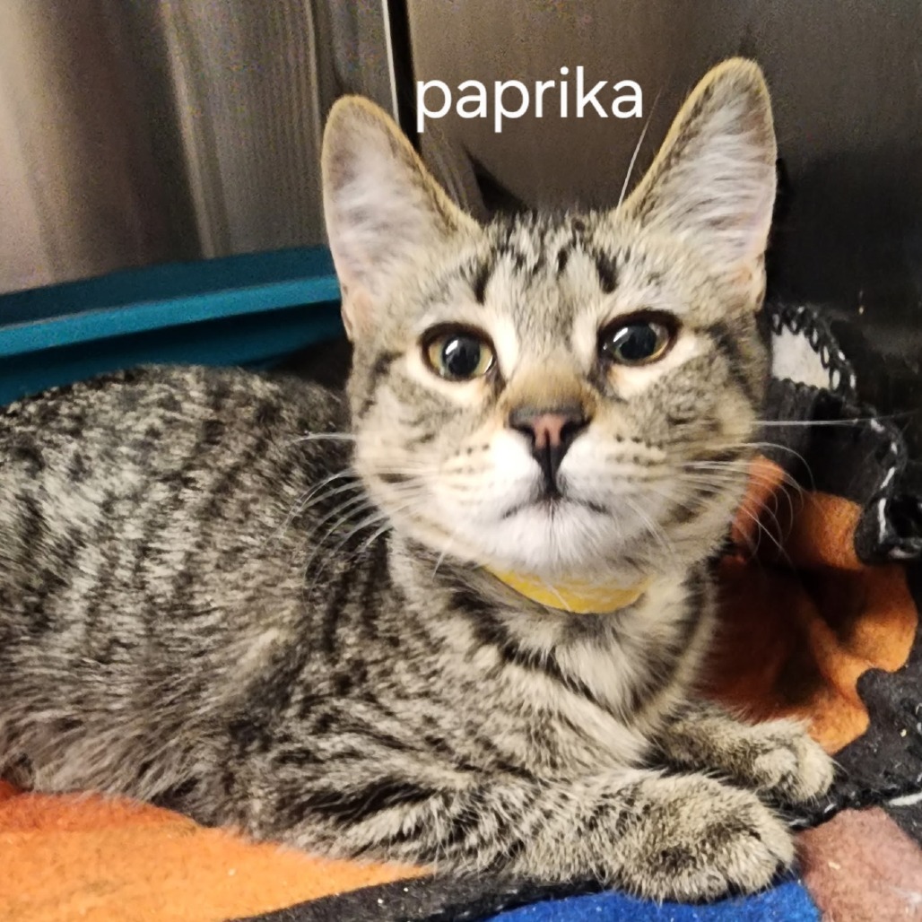 Paprika (Yellow Band)
