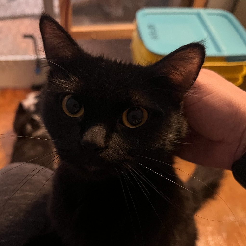 Mama-Do-Si-Do