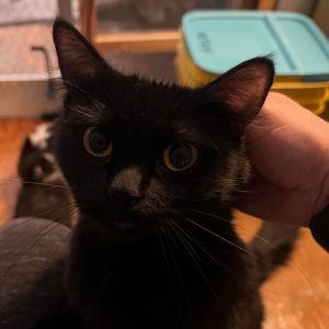 Mama-Do-Si-Do Domestic Medium Hair Cat
