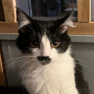 Samoa Domestic Medium Hair Cat