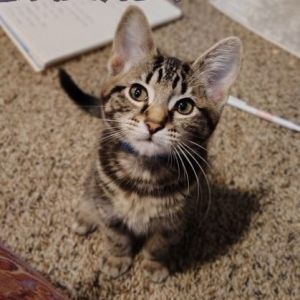 Brandy Domestic Short Hair Cat