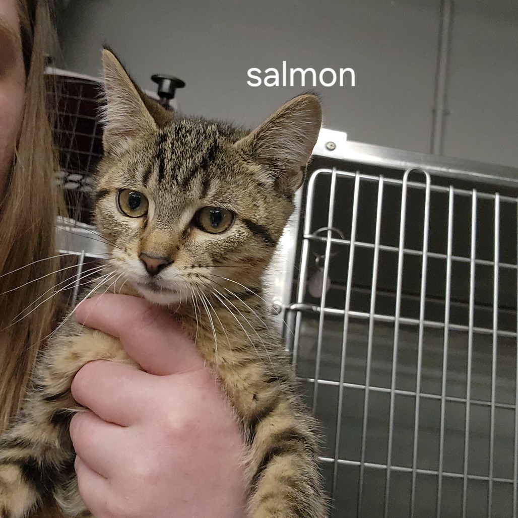 Salmon