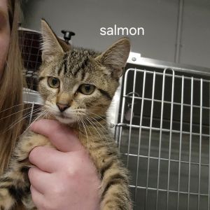 Salmon Domestic Short Hair Cat