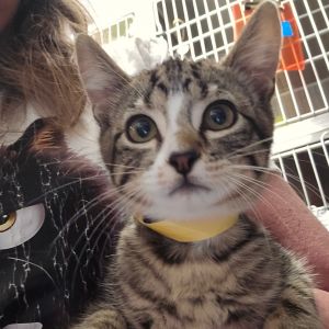 Brittany, Baby Female Domestic Short Hair