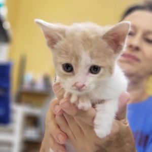 Gouda Domestic Short Hair Cat