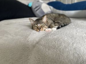 Vixen, Adult Female Domestic Short Hair