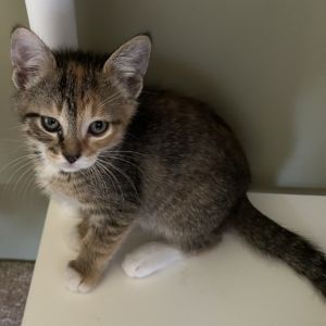 Patches, Baby Female Domestic Short Hair