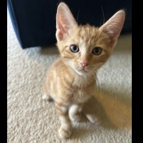 Presley, Baby Male Domestic Short Hair