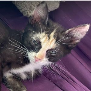 Bandita (25-2904), Baby Female Domestic Short Hair