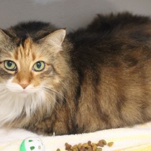 Pollyanna, Adult Female Domestic Long Hair