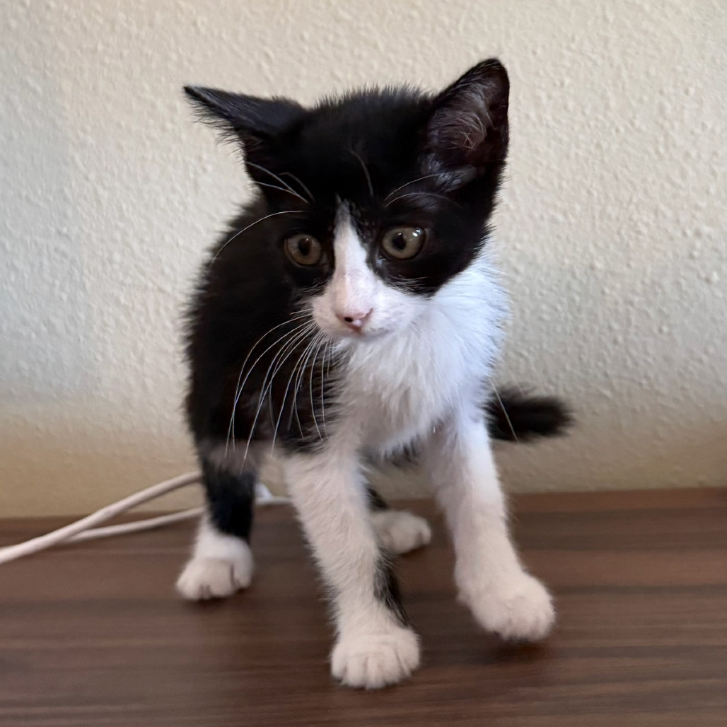 Oreo