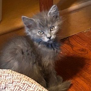 Snow-Northridge, Baby Female Domestic Medium Hair