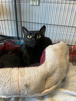 Boogie, Young Female Domestic Short Hair