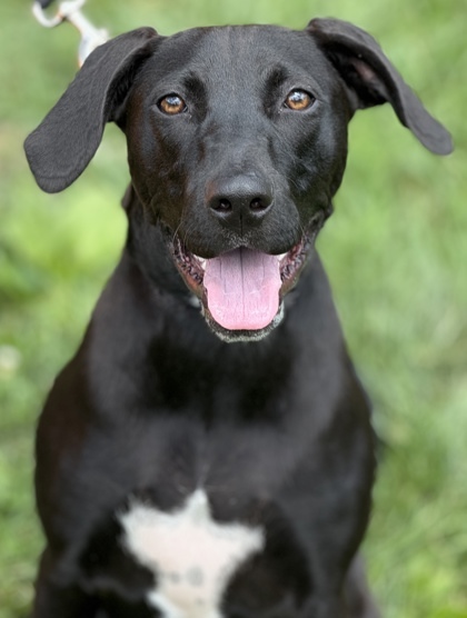 Piper