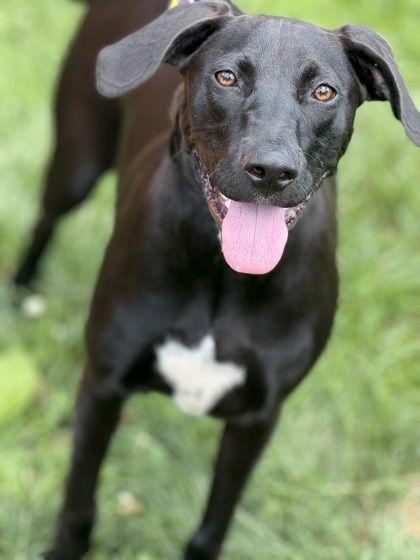 Piper