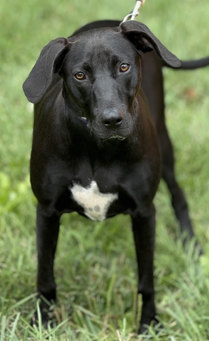 Piper