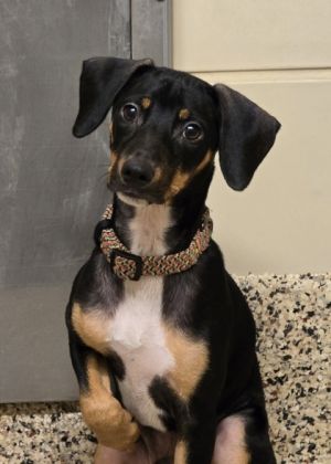 Scallup 58526 Mixed Breed Dog