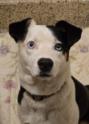 Ren 58345 Mixed Breed Dog