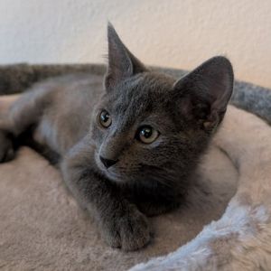 Minnie Mouse Domestic Short Hair Cat
