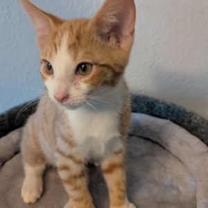 Dewey Domestic Short Hair Cat