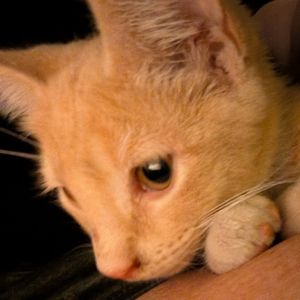 Mickey Domestic Short Hair Cat