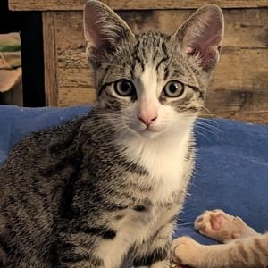 Louie is a soft grey tabby with a calm spirit and an adventurous streak She lov