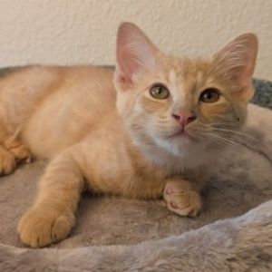 Donald is a mellow little orange tabby with a love for exploring and a heart ful