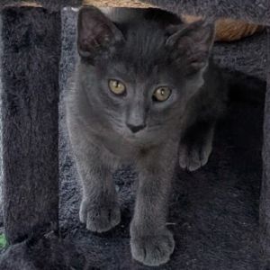 Millie is a curious little grey with a love for adventure and affection Shes a