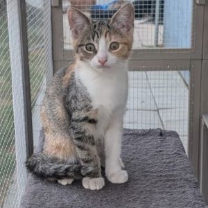 Huey is a beautiful calico tabby with a stunning blend of grey and orange with a