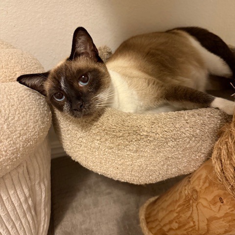 Jane Pawsten, an adoptable Siamese, Snowshoe in Pasadena, CA, 91101 | Photo Image 1