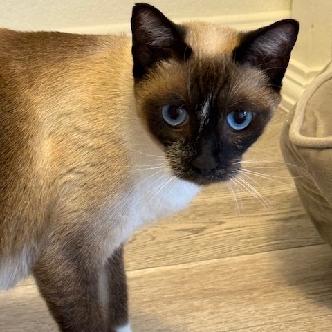 Jane Pawsten, an adoptable Siamese, Snowshoe in Pasadena, CA, 91101 | Photo Image 2