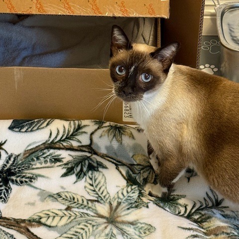 Jane Pawsten, an adoptable Siamese, Snowshoe in Pasadena, CA, 91101 | Photo Image 3