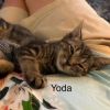 Yoda