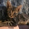 Yoda