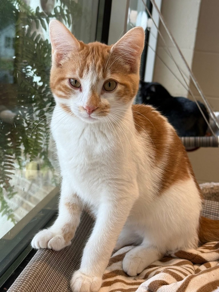 Butterscotch
