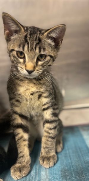 Raphael, Baby Male Domestic Short Hair