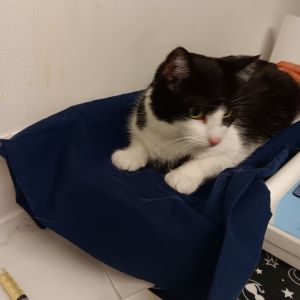 Mia Reba, Senior Female Domestic Short Hair