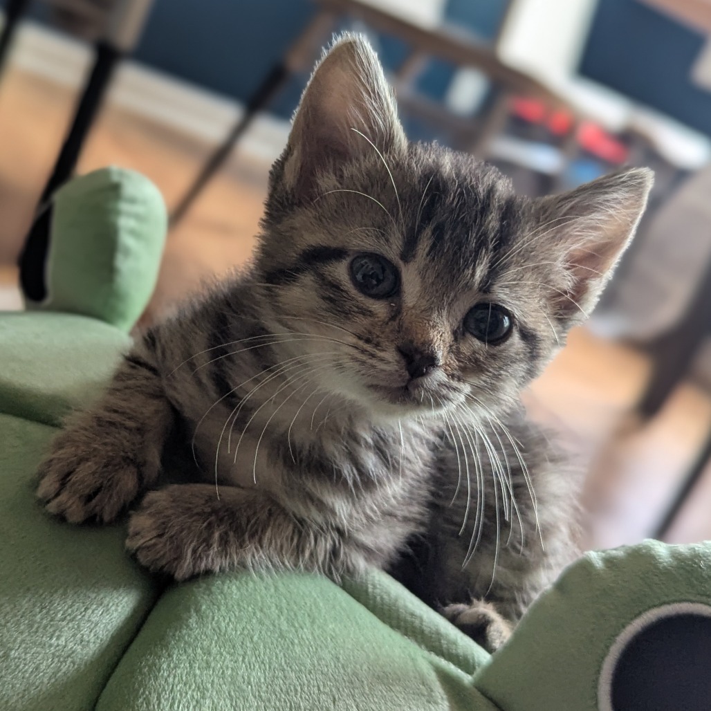 Mouse