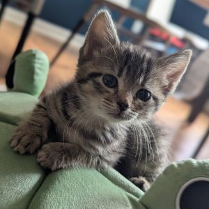 Mouse, Baby Female Domestic Short Hair