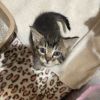 Mouse photo 2