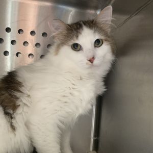 Randi, Young Female Domestic Long Hair
