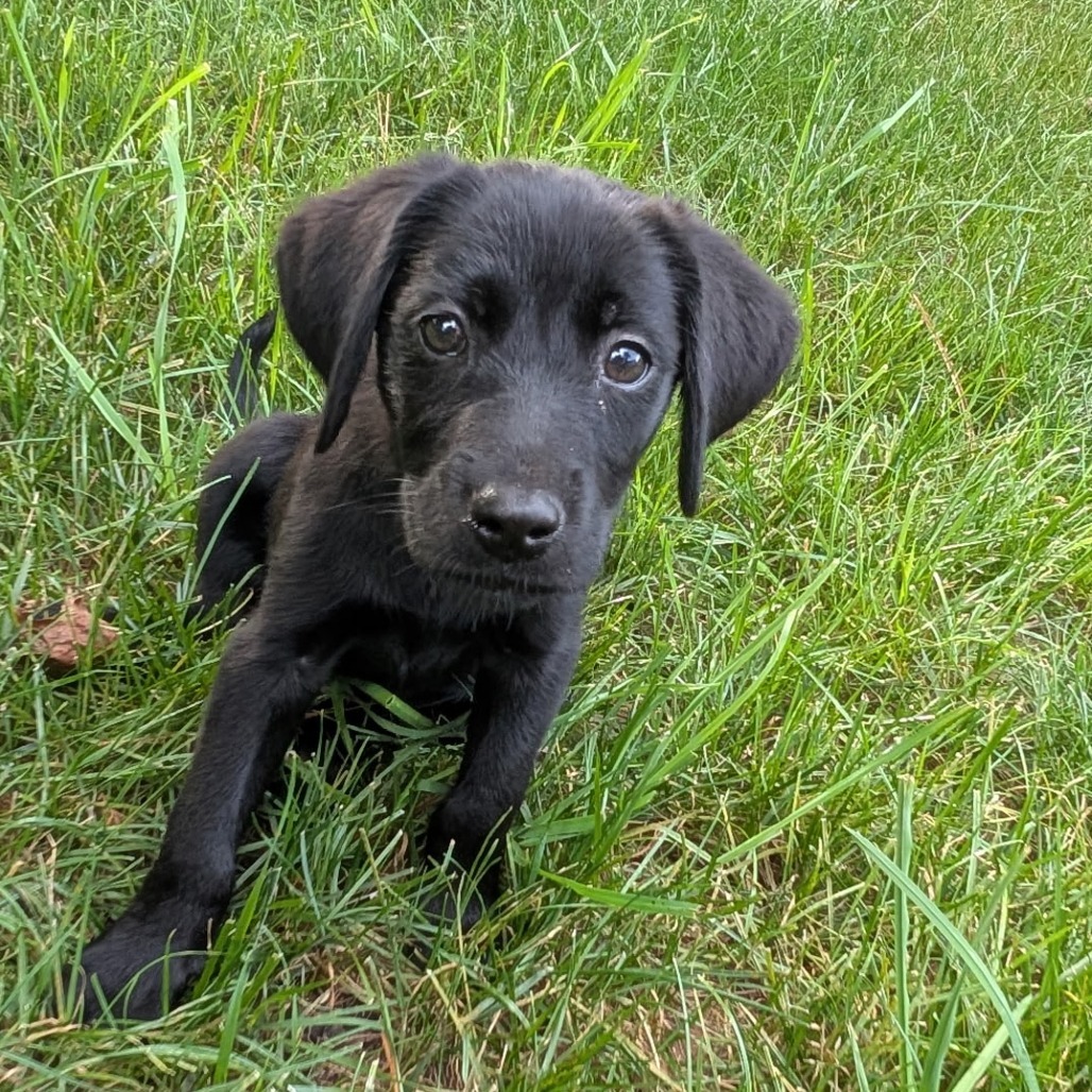 Ginny, an adoptable Black Labrador Retriever, Setter in Huntsville, AL, 35802 | Photo Image 1