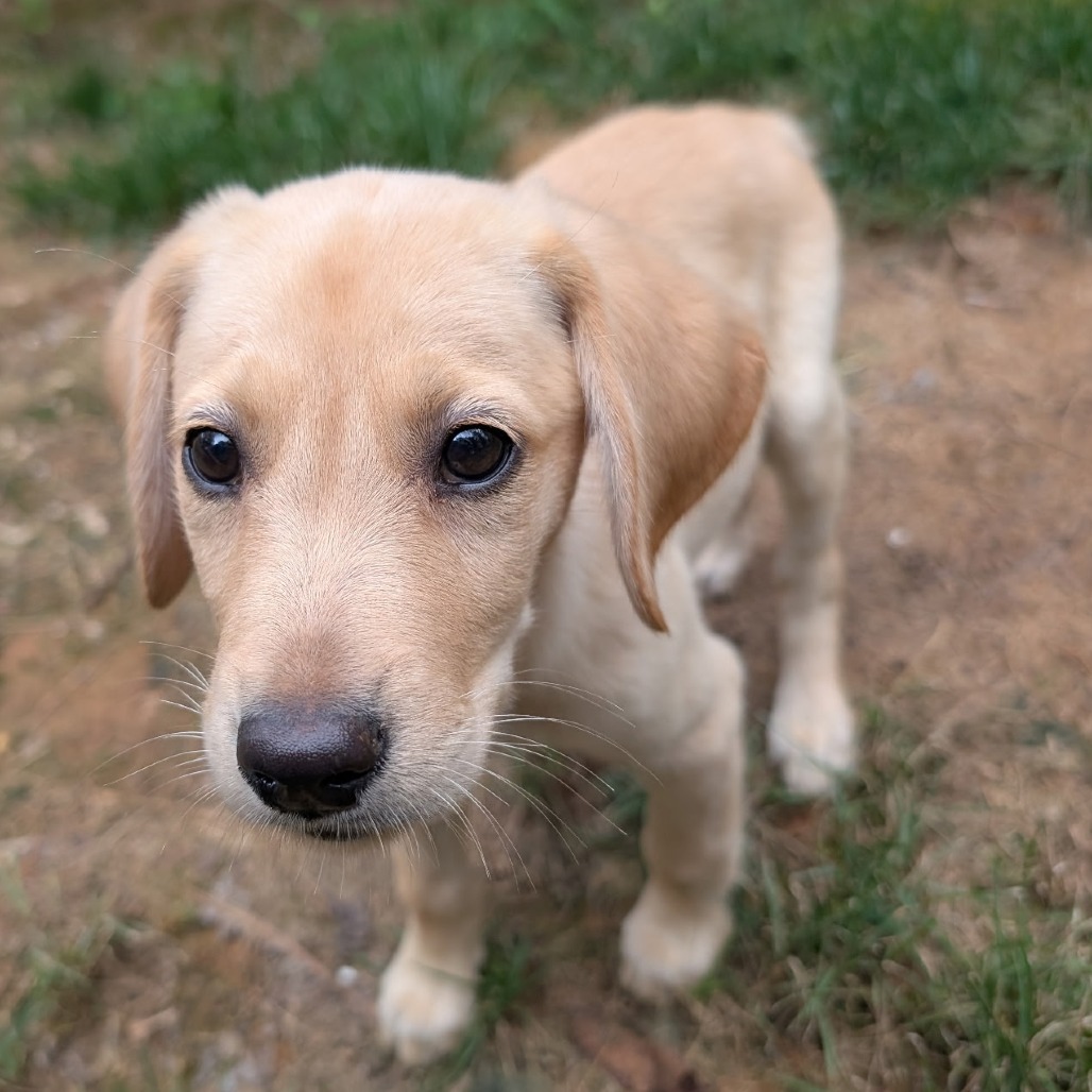 Georgia, an adoptable Black Labrador Retriever, Setter in Huntsville, AL, 35802 | Photo Image 1