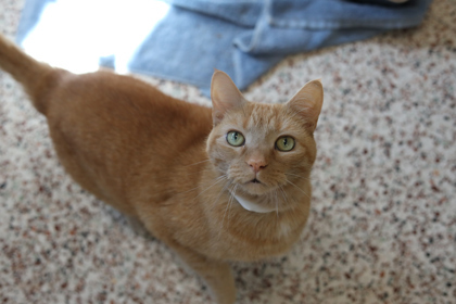 Percy