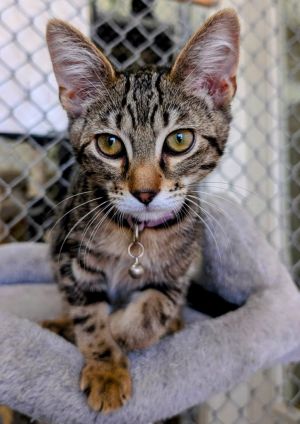 Durian, Baby Male Domestic Short Hair